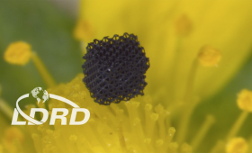 A sample of microarchitectured graphene aerogel