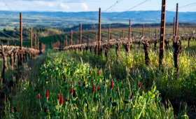 Image of red clover between rows of grapes